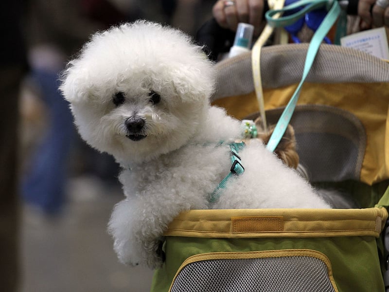 Ideal for those living in a city flat who are looking for a first dog, the Bichon Frise is a cloud-like bundle of fun that is dedicated to its owner by default. They only need moderate exercise so a local park will do them fine most of the time. The only challenge is that, unless you're handy with a pair of clippers, they will need regular trips to the groomer to keep their coats immaculate. 