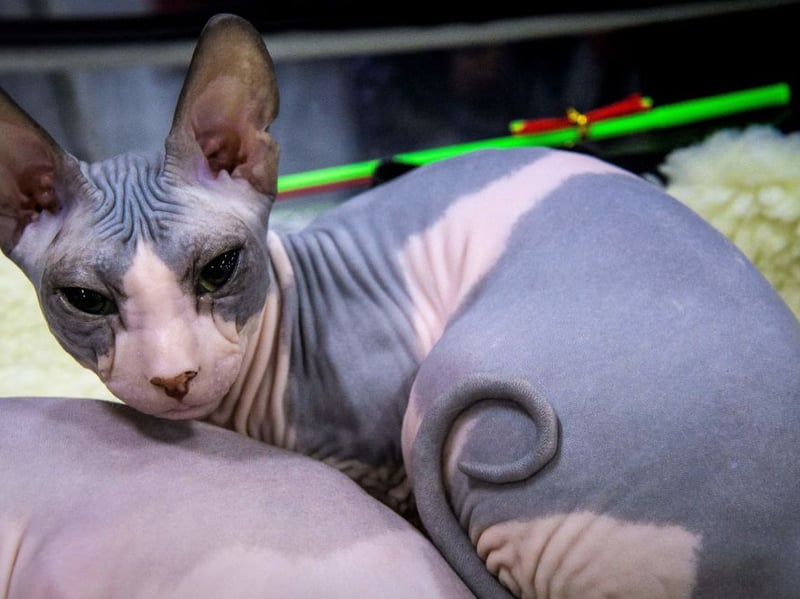 The fact that the Sphynx doesn't have any hair means it can get a bit chilly - and its owner's body heat is just the ticket for it to warm up. That means there will always be cuddles. Plus this breed of cat just naturally loves snuggles - and play - even if it's warm enough, so expect plenty of purrs at the same time. These are seriously loving cats. Sadly, there are also issues with having no hair, with these cats predisposed to skin problems and sunburn.