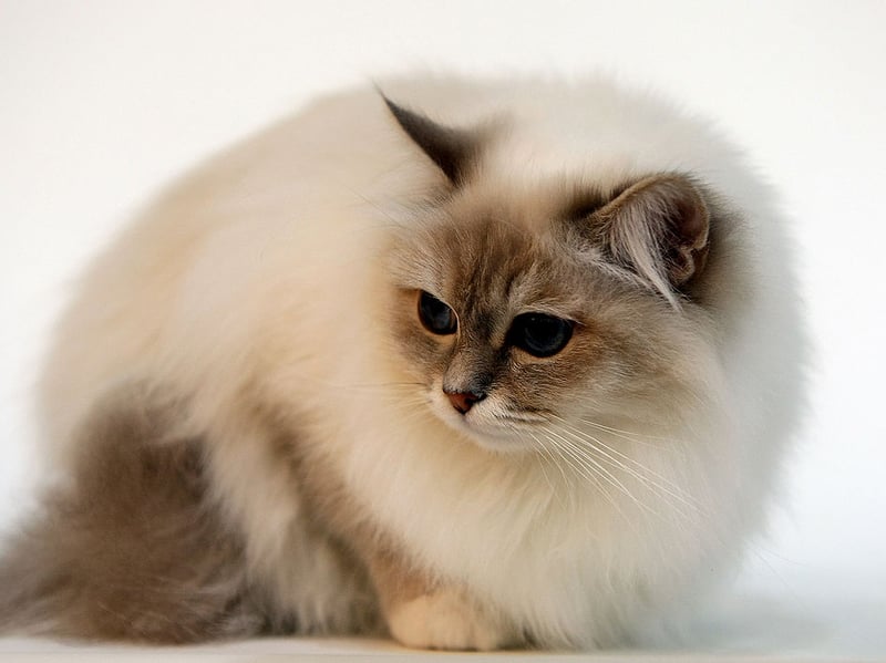Birmans are gentle and loving lap cats that form deep connections with their entirely families. That means they'll be equally cuddly with both adults and children - and even fellow household pets. 