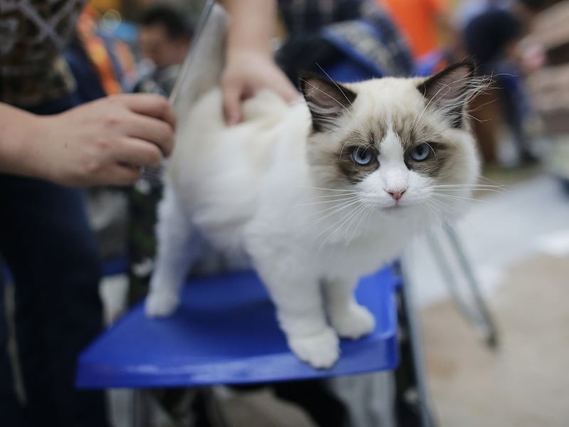 Pretty much the perfect pet, the Ragdoll has been bred to be affectionate companions, but also to be relatively low-maintenance and self-sufficient. They love children and are likely to always see your lap as being their evening relaxing spot.