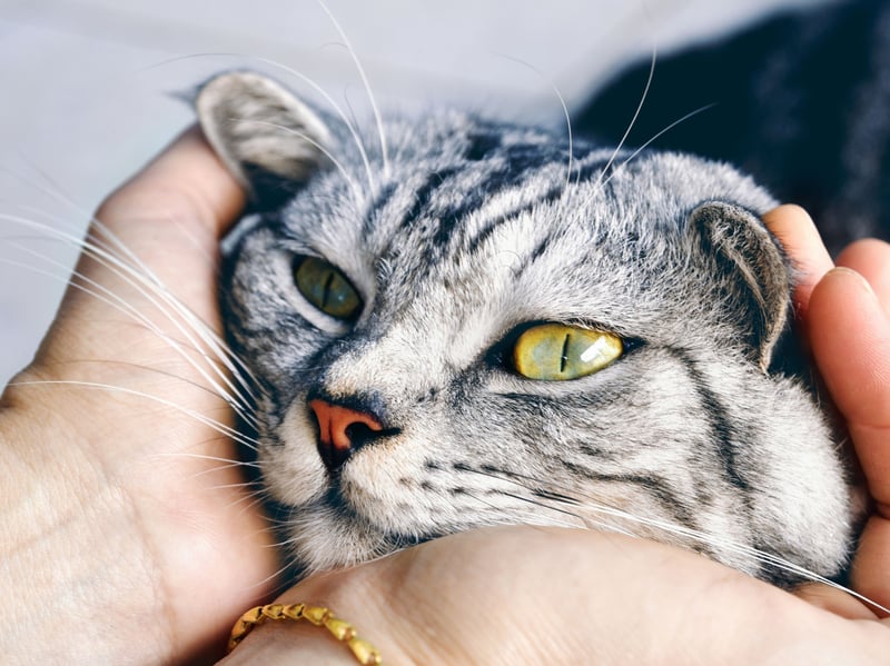As the name would suggest, the American Shorthair is one of the most popular breeds of cat in the USA - it's pretty much the definition of 'housecat' on the other side of the Atlantic. Very adaptable and a perfect family pet, they tend to love being held - relishing all human contact.