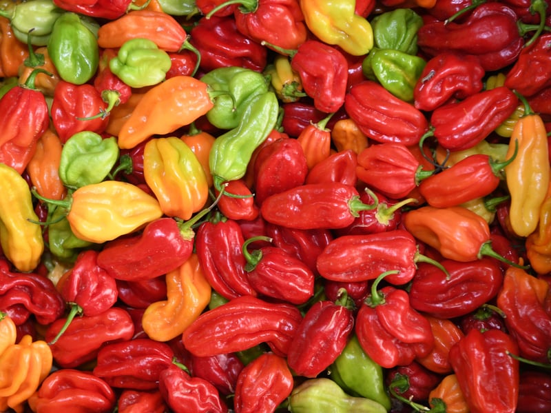Fresh chillies at the Spice Corner