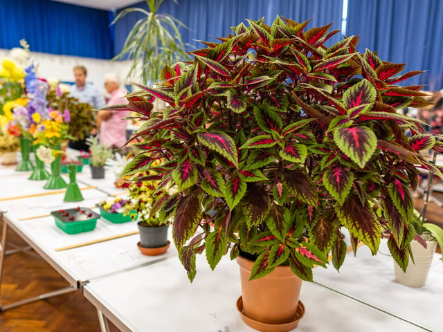 Purbrook Horticultural Society Annual Summer Show GV Picture: Marcin Jedrysiak