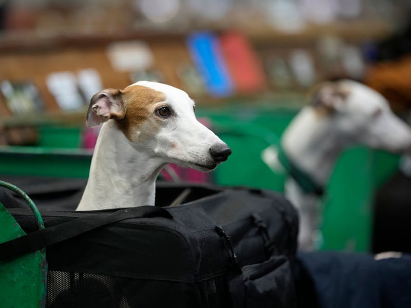 You might be forgiven for thinking the Greyhound would be too busy racing around the place to bother with sniggles - but you couldn't be more wrong. Sure, they need a good bit of exercise once a day, but otherwise they are lazy and cuddly couch potatoes with a gentle and affectionate nature that make them amazing therapy dogs.