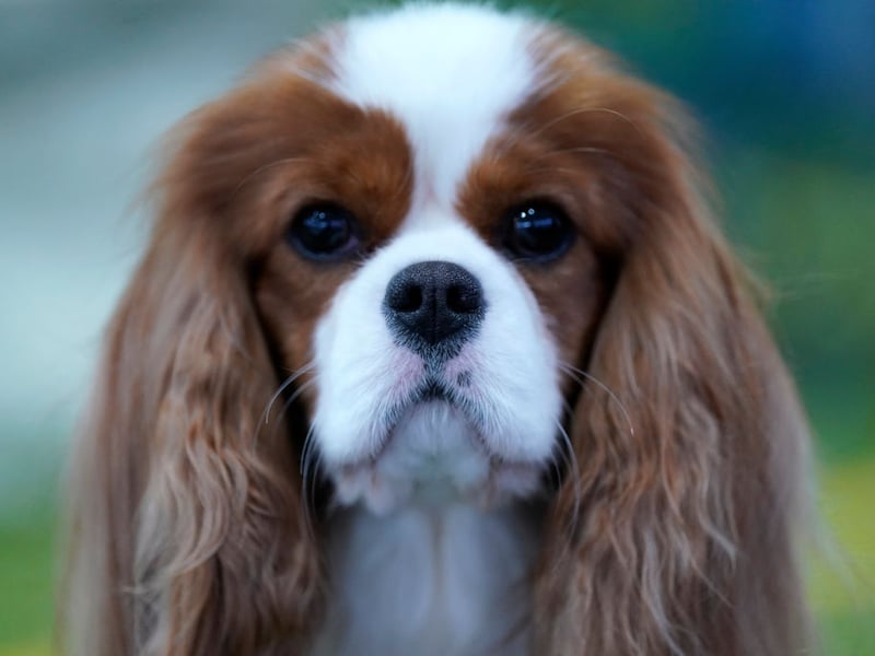 Good luck getting time alone when you have a Cavalier King Charles Spaniel. They'll pad around after you adoringly, tail a-wagging, gazing up at you with those big brown eyes that just say "cuddle me" (and "feed me"). 