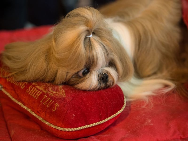 The first, but certainly not the last, lap dog on this list - these breeds have affection hard-wired into their DNA. The Shih Tzu was bred to keep the laps - and hands - of Chinese royalty warm. Little has changed, other than they are now equally happy to curl up with commoners.