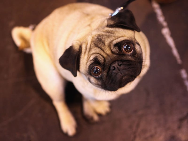 A pug's idea of heaven being snuggled up on its owner's lap, spending hours happily being patted. The rest of the time they'll just follow you around like a shadow - leading to their nickname of the 'velcro dog'.
