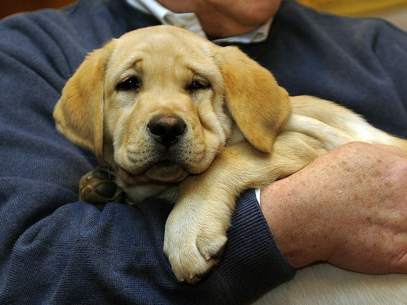 The Labrador Retriever is the UK's - and the world's - most popular dog. One of the many reasons for this is that they are tremendously affectionate towards their owner (and, often, complete strangers). Even if they are not in full-on cuddle mode they'll want to be touching you, even if it's just their paw on your leg.