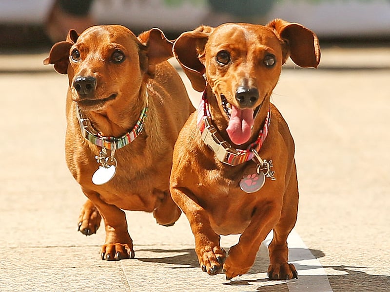Essentially a furry hot water bottle, the Dachshund is dedicated to their owner and demonstrate that by keeping in as close a proximity as possible. These long loving dogs don't always do what they're told and can be positively willful, but will always be forgiven when they snuggle up.