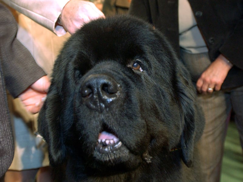 The enormous Newfoundland is known for giving its much-loved owners huge and slobbery kisses. Having one of these demonstative characters is like having a very cuddly bear around the house.
