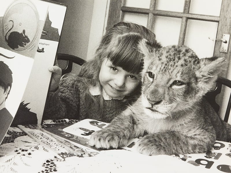 Little Kathryn Dean-Netscher shows lion cub Joe her books after the West Midlands Safari Park youngster was brought home in January 1983. Joe had been abandoned by his mother at birth and was cared for by Safari Park deputy warden Ian Dan-Netscher. Imagine having a lion cub as your playmate! Do you remember hearing about Joe, or this unusual story?