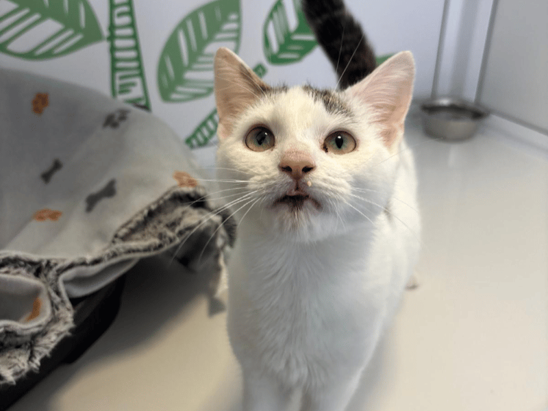 Petite little girl Puddles is a sweet 10-month-old domestic short hair with a white and tabby coat and a very big heart. Sadly left behind when her previous owners moved away, she remains remarkably trusting, affectionate, and eager to act as a loving "shadow" to her humans.
