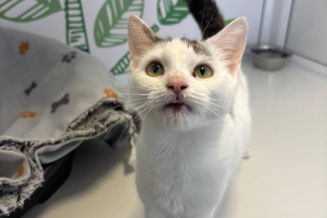Petite little girl Puddles is a sweet 10-month-old domestic short hair with a white and tabby coat and a very big heart. Sadly left behind when her previous owners moved away, she remains remarkably trusting, affectionate, and eager to act as a loving "shadow" to her humans.