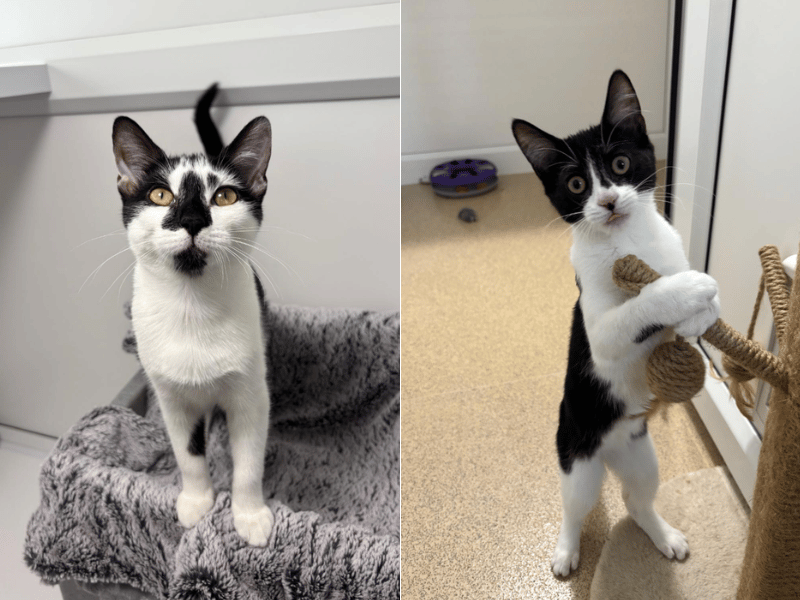 Deirdre and Libby are an inseparable pair of black-and-white domestic short hairs who bonded in rescue after very different starts in life; Libby was saved from a house fire, while younger kitten Deirdre was found orphaned in a garden at just a few days old. Libby acts as the wiser older sister while whirlwind Deirdre spends her days playing fetch with her favourite toy.