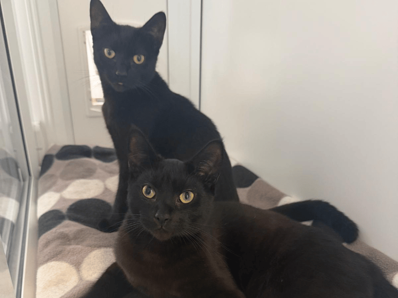 Cooper and Otis are a double act of sleek black one-year-old brothers looking for a forever home together. Cooper is the inquisitive shadow who loves inserting himself into whatever you are doing, while Otis is a gentler soul who prefers showing affection through quiet head bumps and stretched-out paws. The pair are inseparable, spending their days sleeping side by side, playing together, and watching the world go by.