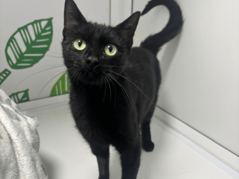 Sweet two-year-old Penelope is a black domestic short hair who came into RSPCA care after being found straying all on her own. Known for her adorable little meow, she loves hearing a friendly voice and will happily pop her head out to greet you before trotting over for fuss and company.