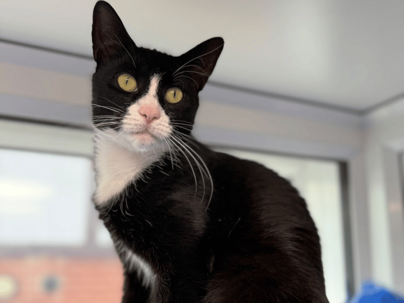 One-year-old Peggy is a striking black-and-white domestic short hair who has shown incredible resilience after being rescued from a house with 46 other cats. Having already raised a litter of kittens despite her young age, she has truly started to flourish with space, care, and patience. Peggy knows her own mind and enjoys affection on her terms, making her a loyal companion.