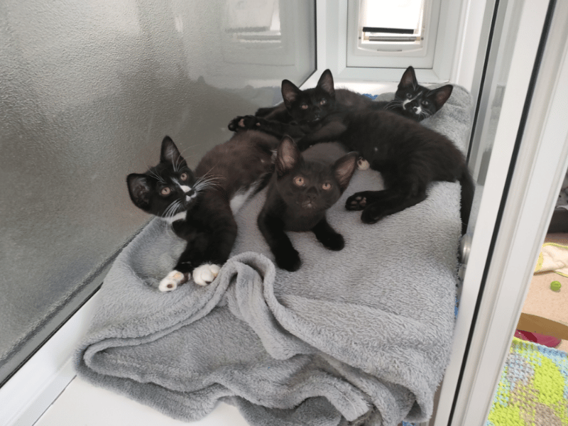 Part of a litter of six playful black-and-white kittens rescued from an overcrowded home, Jude and Morgan are two female kittens currently available for adoption as a pair. Having overcome initial shyness with patient foster care, these three-month-old sisters have grown into confident, energetic youngsters who love chasing toys and receiving gentle fuss.