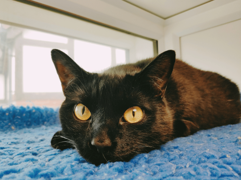 Ash is a handsome, three-year-old black cat with a distinctive white chest patch and a wonderfully affectionate, outgoing personality. Known for his big character and love of attention, he enjoys climbing, scratching towers, chasing toys, and finding warm, sunny spots to nap after a good play session. Ash is looking for a home with secondary-school-aged children where he can be the star of the show.