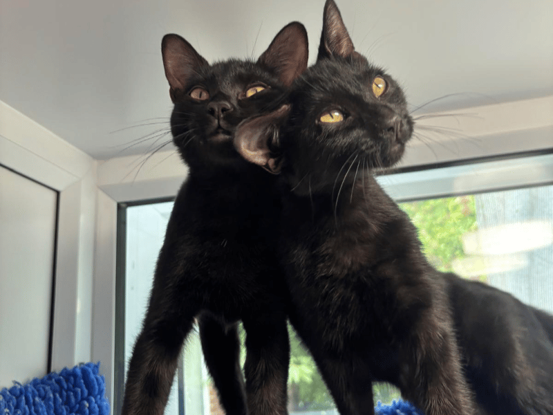 Five-month-old black kittens Maddie and Phoebe are inseparable best friends who came into RSPCA care after being rescued from a house fire. While slightly calmer than typical kittens, this adventurous duo loves exploring high perches to watch birds and squirrels, playing together, and curling up in a sweet "yin-yang" shape for naps.