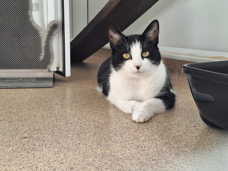 Minnie is a three-year-old black-and-white cat looking for a very special, patient home to help her overcome a challenging past. While affectionate on her own terms, her early life means she can get overstimulated when overwhelmed, making her best suited to an adult-only environment with adopters who understand cat body language
