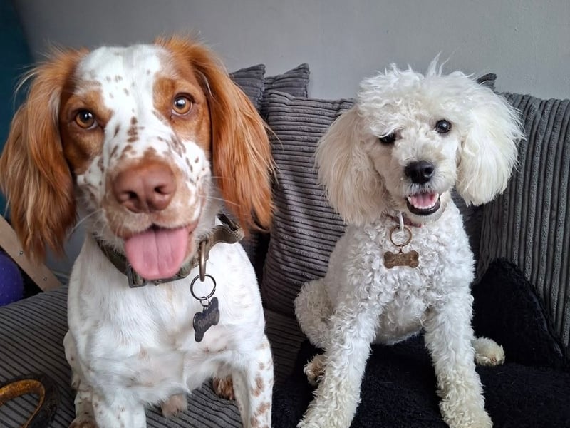 Best buds Rodger and  Ivy 