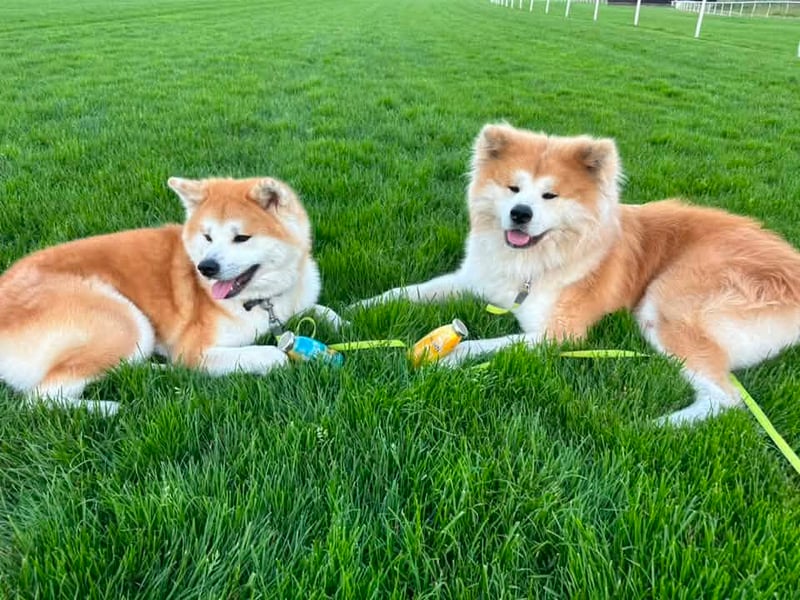 Neringa Ivanauskaitė - Mačionė shared this photo of Akira & Hiro. 