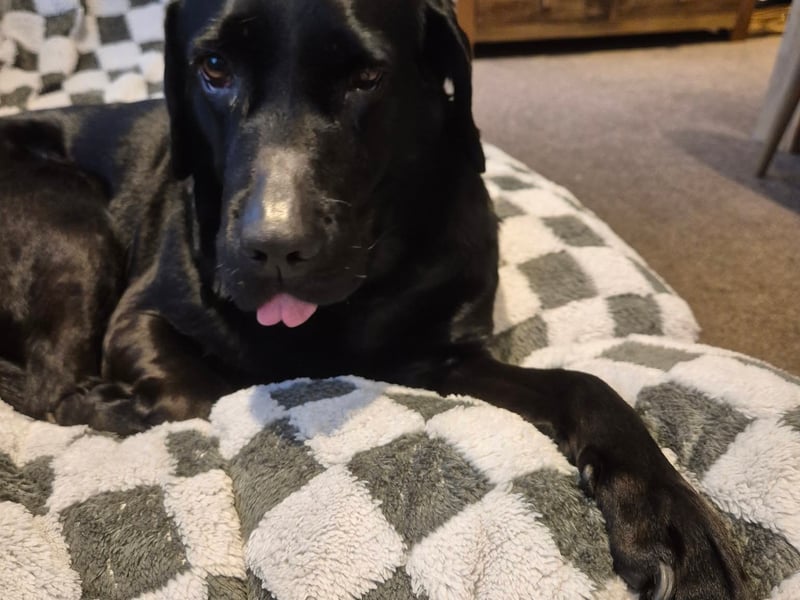 Lee wrote: "Sky. Our ten year old rescue lab from Mayflower, we've had her since the first weekend in January."