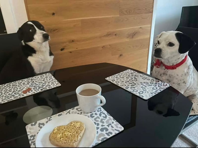 Claire Emma said: "Poppy and Meadow enjoying breakfast." 