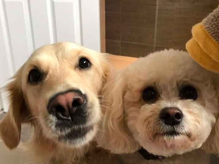 Tina Ryde shared this photo of her dogs. 