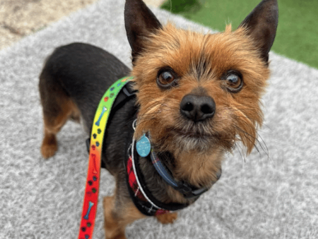 "Buddy is a complicated little character and needs a specific type of home. He is most suited to live with one single occupant, as Buddy has always struggled to build bonds with multiple people, always showing a preference to one. He is incredibly loyal, loving and affectionate once he trusts you, however Buddy has been let down by previous adopters exposing him to too much too soon, and environment too busy for him to cope with. It is essential he is adopted by an experienced, patient, loving adopter that is willing to go at BUDDY’S pace. If you would like to know more about little Buddy please get in touch, we will only consider single occupant homes."
- https://www.thornberryanimalsanctuary.org/animals/buddy/