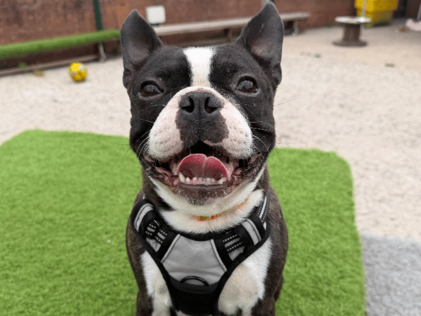 "Graham arrived as an unclaimed stray, so we are unable to say what this little chap has experienced. He has shown signs of separation anxiety – he’s a real people dog and loves to be with you! Graham has shown some reactivity to other dogs, however has made progress with dogs of a similar size – he would benefit from some on going training / socialising classes, as he’s so bright and capable to learn how to be ‘a bit more polite!’ He would thrive in a home that are knowledgeable about the breed. He could be introduced to children 12+ that are dog savvy."
- https://www.thornberryanimalsanctuary.org/animals/graham/