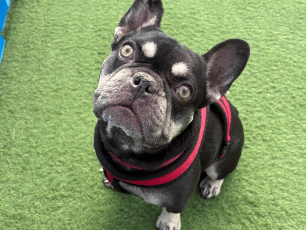 "Zeus is a French Bulldog looking for a breed-experienced home with people who understand the breed and are prepared to support him with his individual needs. Zeus can be an incredibly affectionate and loving boy once he knows you, but he can find meeting new people a little difficult and will need a patient home that is willing to give him the time and support he needs to feel comfortable. We are looking for a strictly adult-only home for Zeus. His new family should have an understanding of French Bulldogs and be committed to helping him build confidence and form positive relationships at his own pace."
- https://www.thornberryanimalsanctuary.org/animals/zeus/