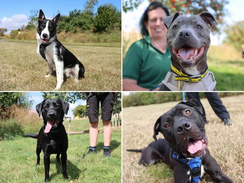 All these dogs are searching for their forever homes.