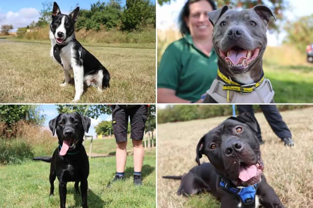 All these dogs are searching for their forever homes.