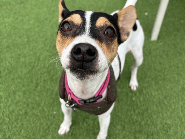 "Fern is a lovely Jack Russell Terrier who has come into our care after sadly not getting along with the other dog in her previous home. She is now looking for a fresh start and a forever home where she can truly thrive. Fern absolutely loves people and is a fun, energetic girl with plenty of personality. She enjoys getting out and about and particularly loves her walks, so she is looking for an active family who can keep her entertained and give her plenty of opportunities to burn off her energy. Fern is looking for a home where she can be the only pet, allowing her to have all the attention to herself. She could potentially live with children aged 12 and over."
- https://www.thornberryanimalsanctuary.org/animals/fern/