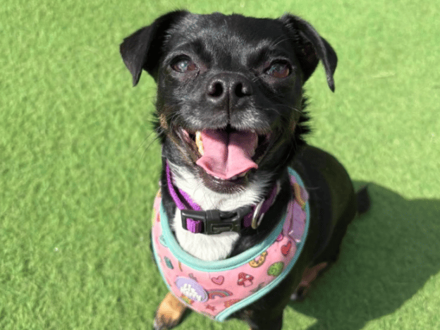 "Sadly Caramel has been returned into our care after being adopted for 2 years. She is a sweet little girl who has had so much upheaval in her short life – despite being small Caramel is easily frustrated when exercising on lead and can be reactive if she is overwhelmed. She interacts well with dogs once introduced, so would really thrive from adopters that have an understanding of lead frustration / willing to support Caramel with this. She is incredibly loving once she has a bond with you and loves to be close to you, ideally on your lap! she is house trained, crate trained and can be left for several hours. She could live with children aged 12+ and could be introduced to younger visitors."
- https://www.thornberryanimalsanctuary.org/animals/caramel/