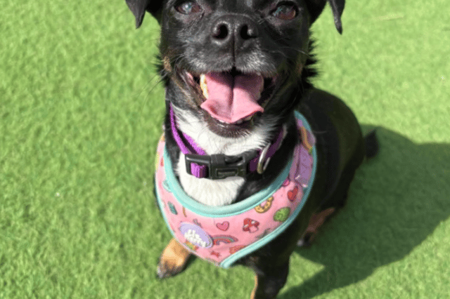 "Sadly Caramel has been returned into our care after being adopted for 2 years. She is a sweet little girl who has had so much upheaval in her short life – despite being small Caramel is easily frustrated when exercising on lead and can be reactive if she is overwhelmed. She interacts well with dogs once introduced, so would really thrive from adopters that have an understanding of lead frustration / willing to support Caramel with this. She is incredibly loving once she has a bond with you and loves to be close to you, ideally on your lap! she is house trained, crate trained and can be left for several hours. She could live with children aged 12+ and could be introduced to younger visitors."
- https://www.thornberryanimalsanctuary.org/animals/caramel/