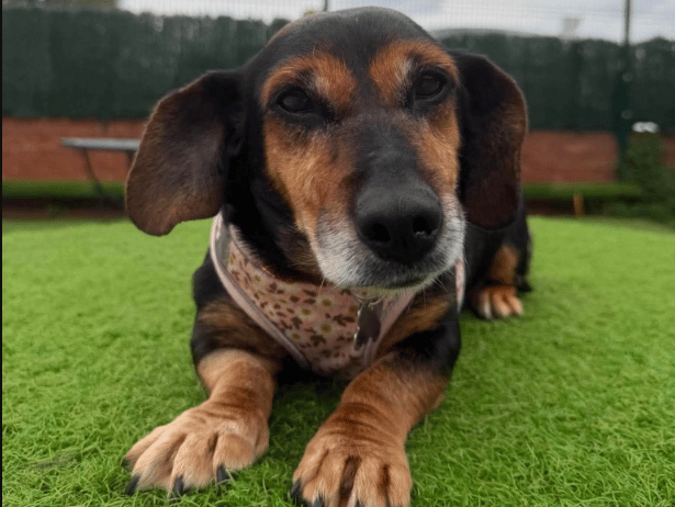 "Heidi is a Dachshund cross who came into our care as a stray and is now ready to start looking for her forever home. Heidi is an incredibly affectionate girl who really thrives on attention and being close to her handlers. She can be a little timid when she first meets people, but she quickly learns to trust and shows just how loving she can be once she feels comfortable. Heidi absolutely loves a good belly rub and is always happy to settle down in a cosy bed. She is looking for a patient and understanding home where she can continue to build her confidence while enjoying plenty of affection and companionship. Heidi could potentially live with a calm, similar-sized dog and could live with teenagers and above."
- https://www.thornberryanimalsanctuary.org/animals/heidi/