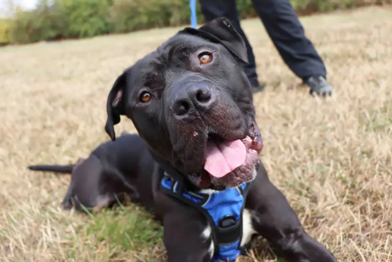 Harley is full of character and looking for a family who matches his enthusiasm. His new family will need to be up for putting training in place and having lots of laughs along the way. His love of food will be helpful for on-going training. The basic cues are there such as ‘sit’ and ‘down’ but settling into a new home environment with leaving hours and house training will need building on.