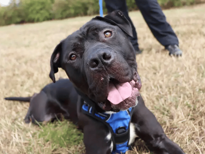 Harley is full of character and looking for a family who matches his enthusiasm. His new family will need to be up for putting training in place and having lots of laughs along the way. His love of food will be helpful for on-going training. The basic cues are there such as ‘sit’ and ‘down’ but settling into a new home environment with leaving hours and house training will need building on.