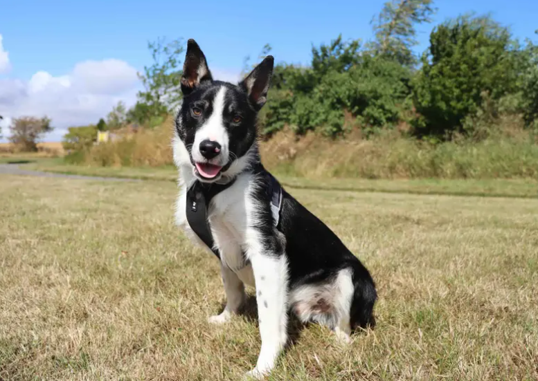 Jet is finally on the look out for a family to call his own. He is looking for some like minded collie people who are eager to share adventures together. Adopters will need to be patient and give Jet time to settle in and build his confidence as well being at home to help settle him in whilst he gets used to enjoying his own company and refresh his house training skills.