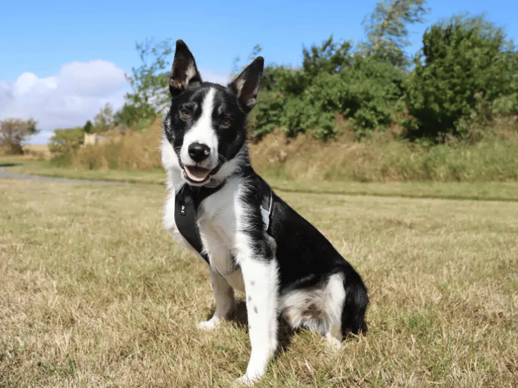Jet is finally on the look out for a family to call his own. He is looking for some like minded collie people who are eager to share adventures together. Adopters will need to be patient and give Jet time to settle in and build his confidence as well being at home to help settle him in whilst he gets used to enjoying his own company and refresh his house training skills.