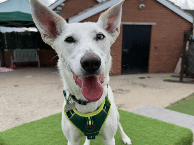 "Keeva is a young girl, who absolutely loves other dogs and her favourite people. She can initially be shy, especially of men however has really improved with her general confidence since arriving and would love to continue to meet safe, new people once adopted. She loves other dogs, and would do exceptionally well if living with another confident play friend! Because of her nerves she is not suitable to live with children. She walks nicely on the lead, is house trained and travels well in the car (perfect for adventures)"
- https://www.thornberryanimalsanctuary.org/animals/keeva/