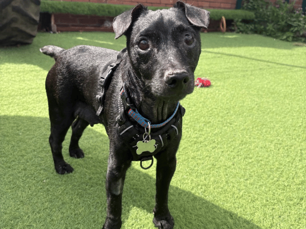 "Mylo is an older Patterdale who has come into our care following the very sad passing of his owner. Mylo has come into our care with a few medical concerns involving his eyes, ears and skin, which are currently being investigated and managed with the support of our veterinary team. Therefore, he is looking for a home nearby to the sanctuary that are confident in administering medication and committed to his ongoing care. Despite everything he has been through, Mylo is an incredibly affectionate boy who absolutely loves attention. He still enjoys getting out for a decent walk and is ready to show that age certainly hasn’t stopped him enjoying life. Mylo would be best suited to a home where he can be the only pet and could live with teenagers and above."
- https://www.thornberryanimalsanctuary.org/animals/mylo/