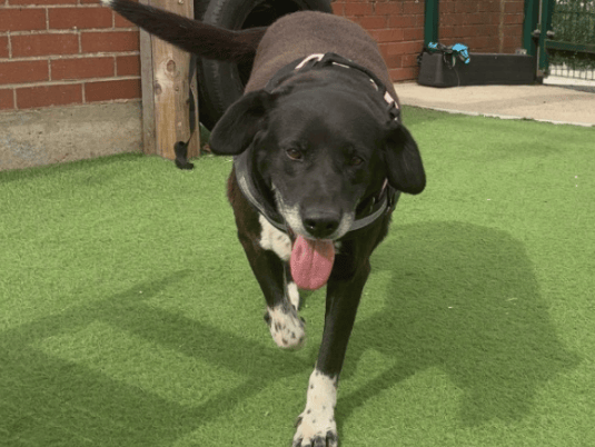 "Poppy arrived into our care after her owner sadly passed away. She is a very happy girl, always pleased to see us and would make a wonderful family pet. She can be strong on the lead, which is improving more and more – she enjoys lovely long walks with our dog walkers. She is comfortable passing other dogs but does not like too much fuss, so would be best suited as the only pet with walking friends. She could live with teens+"
- https://www.thornberryanimalsanctuary.org/animals/poppy/