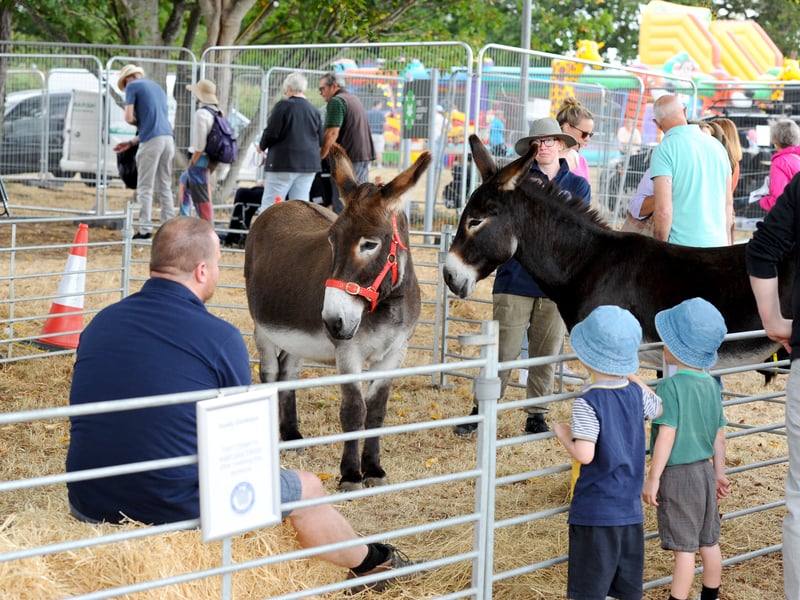 Hayling Island Donkey Sanctuary.
