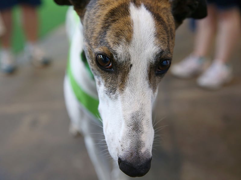 Runner-up when it comes to Greyhound owner's favourite names goes to Tommy. It's a diminutive form of the English name Thomas and means 'a twin'.