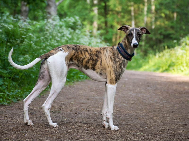 A less cheery name comes in eighth for most popular names with Greyhound owners. Lola is a shortened form of Dolores - a Spanish name meaning 'sorrows'.