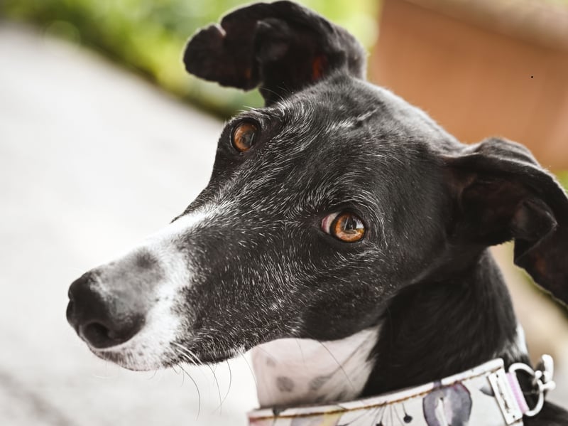 Completing our top ten most popular Greyhound names is the more contemporary Scooby. It comes from the titular canine hero of the popular Hanna-Barbera cartoon series Scooby-Doo.